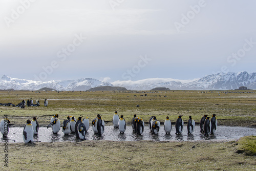 King penguins on South Georgia island