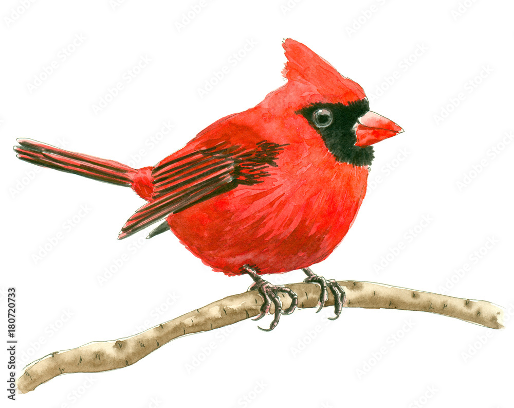 Cardinal bird painted with watercolors isolated on white background, element for design. Cardinal bird painted with watercolors isolated on white background, element for design.