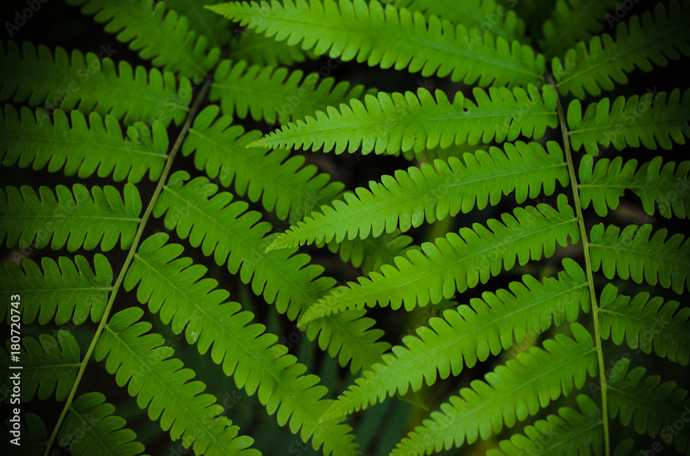Variety of green ferns. green background. nature leaf Variety of green ferns. green background. nature leaf