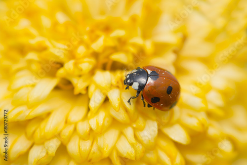 Red ladybug on a yellow flower, The Netherlands