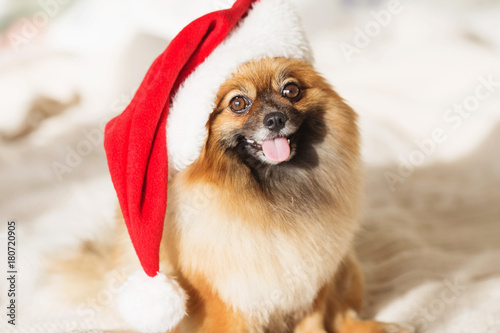 Beautiful pomeranian dog in red santa hat.