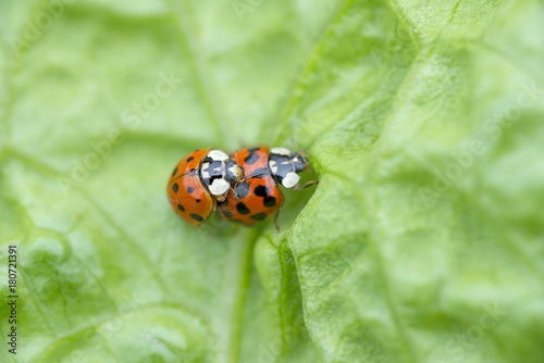 two red ladybugs mating on a green leaf, The Netherlands