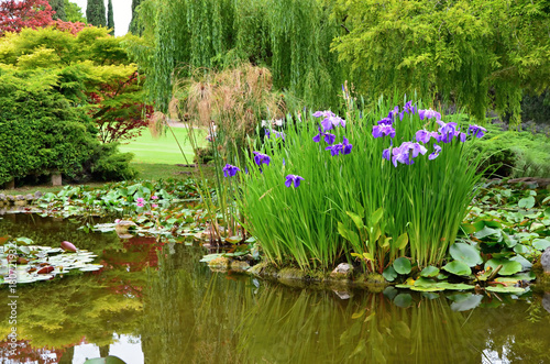 Garden pond with water flowers