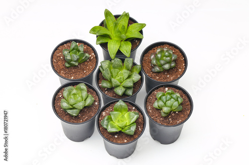 succulents isolated on white background