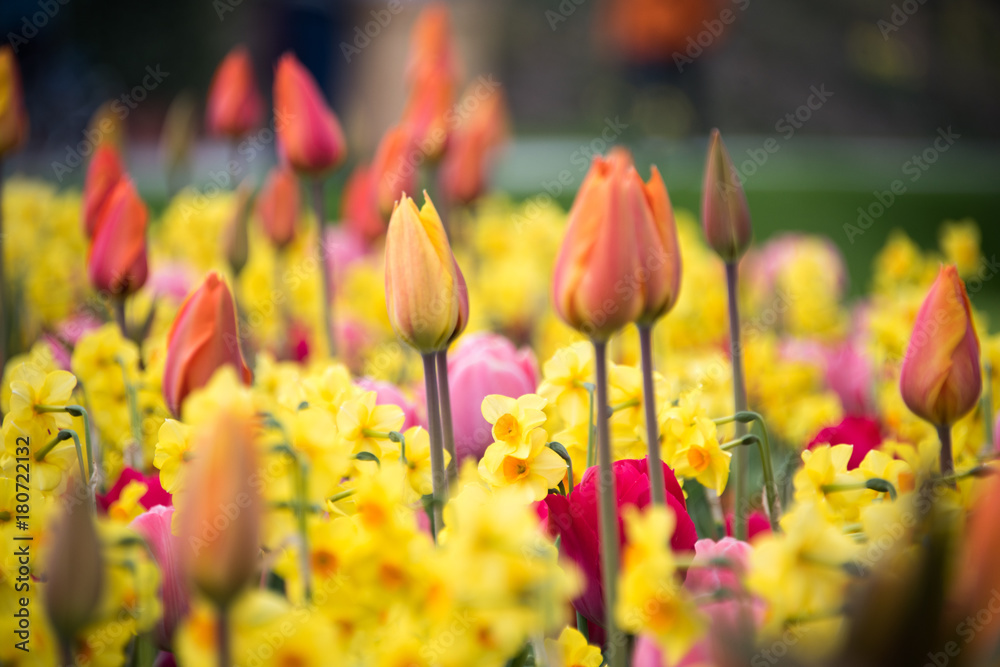 Dutch tulips at  the Keukenhof