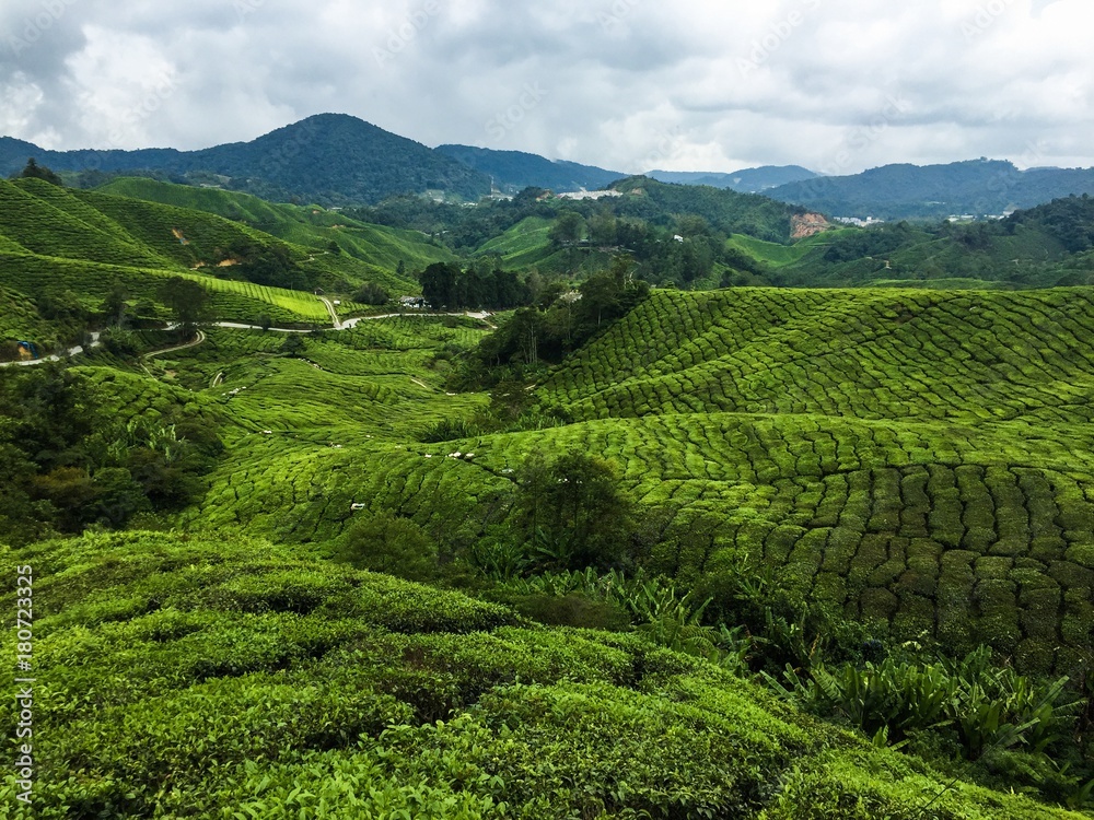 scenery of Boh tea plantation,cameron highland Malaysia at noon.