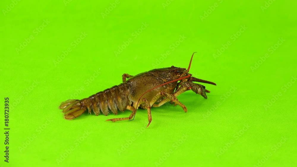 crawfish on green screen crawfish on green screen
