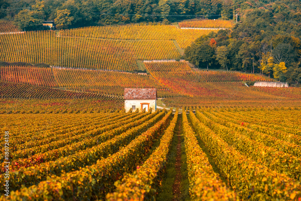 Naklejka premium Vineyards in the autumn season, Burgundy, France