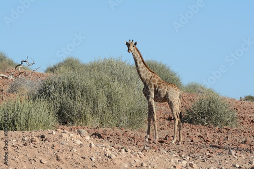 Photography Giraffe in Namibia