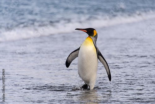 King penguin going from sea