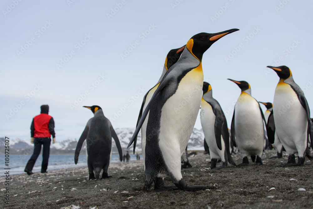 Fototapeta premium King penguins