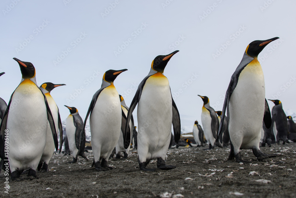 Fototapeta premium King penguins