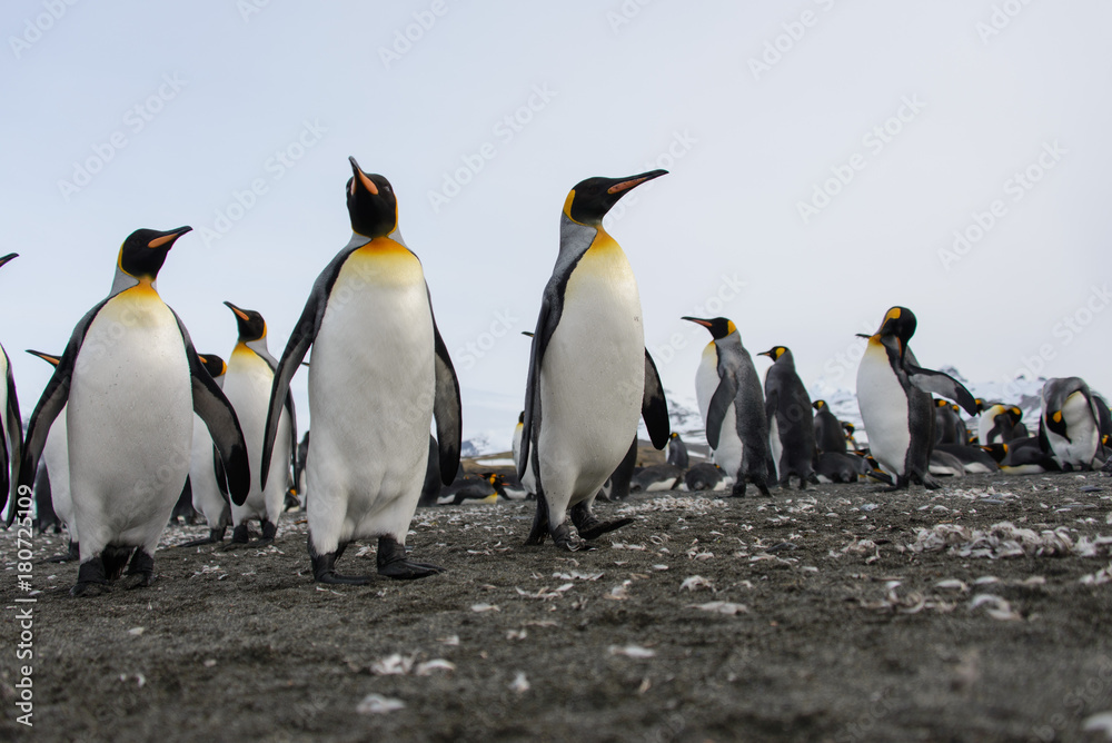 Obraz premium King penguins