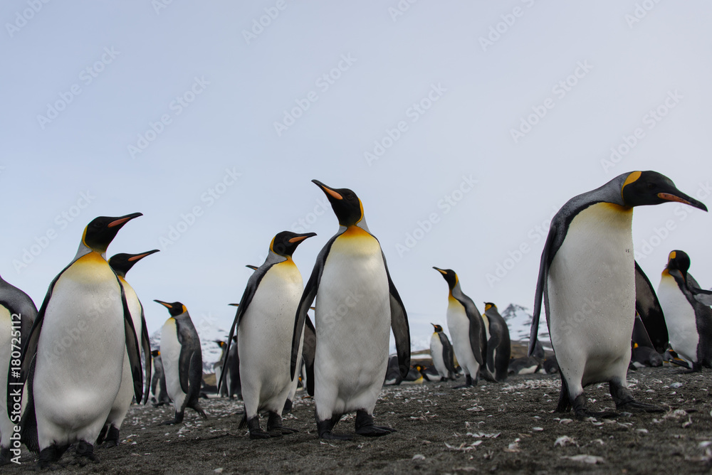 Fototapeta premium King penguins