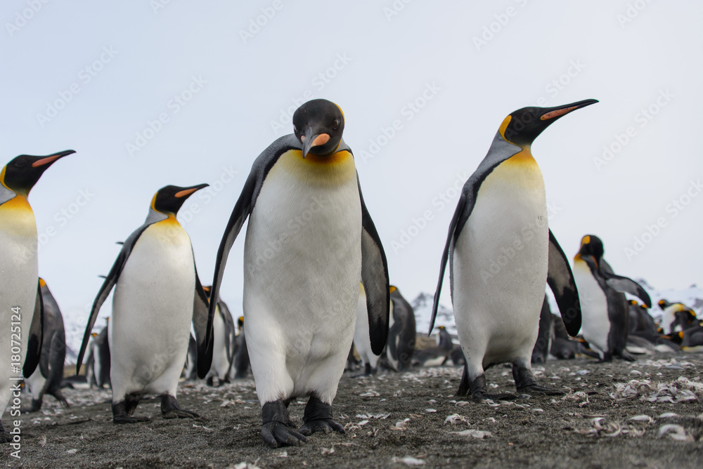 Fototapeta premium King penguins
