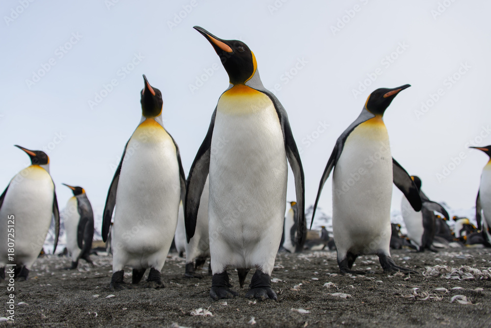 Fototapeta premium King penguins
