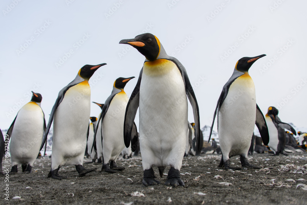 Fototapeta premium King penguins