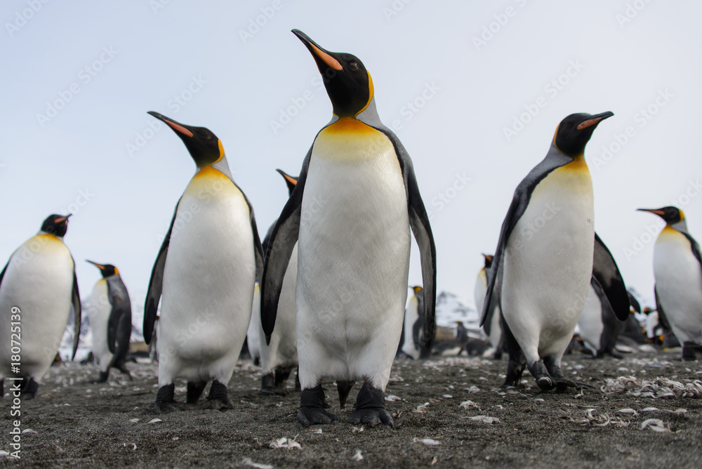 Fototapeta premium King penguins