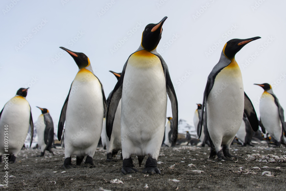 Fototapeta premium King penguins