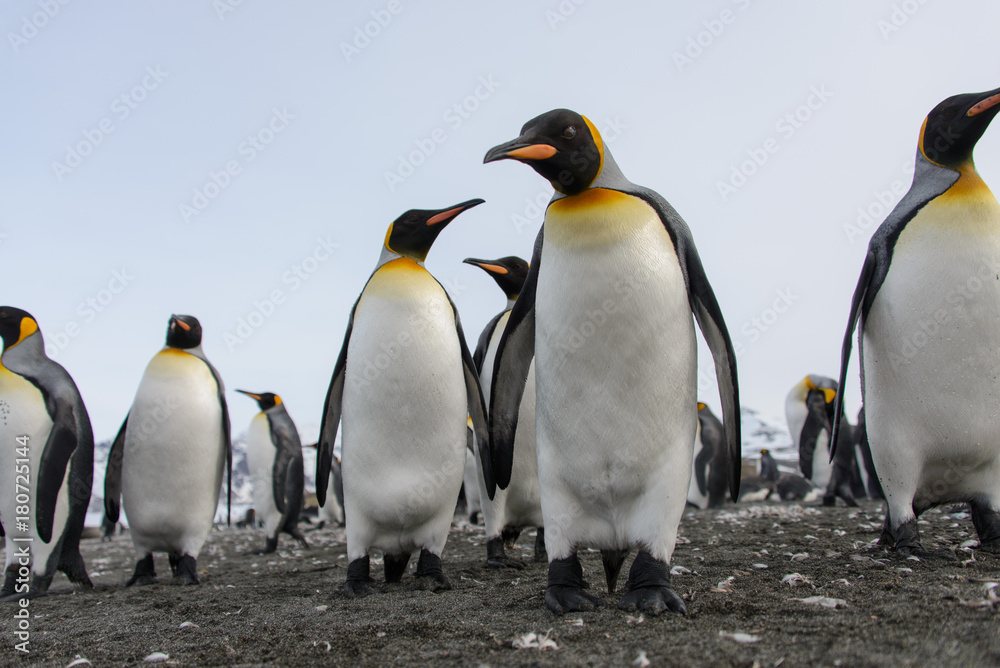 Fototapeta premium King penguins