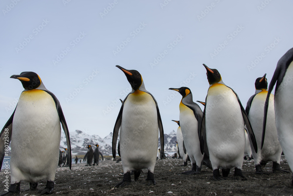 Fototapeta premium King penguins