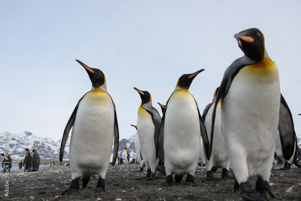 Fototapeta premium King penguins