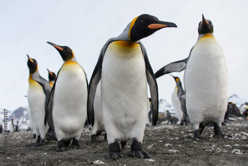 Fototapeta premium King penguins