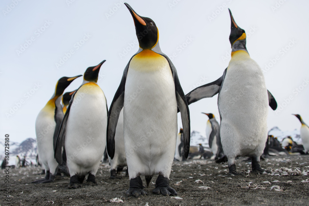 Fototapeta premium King penguins