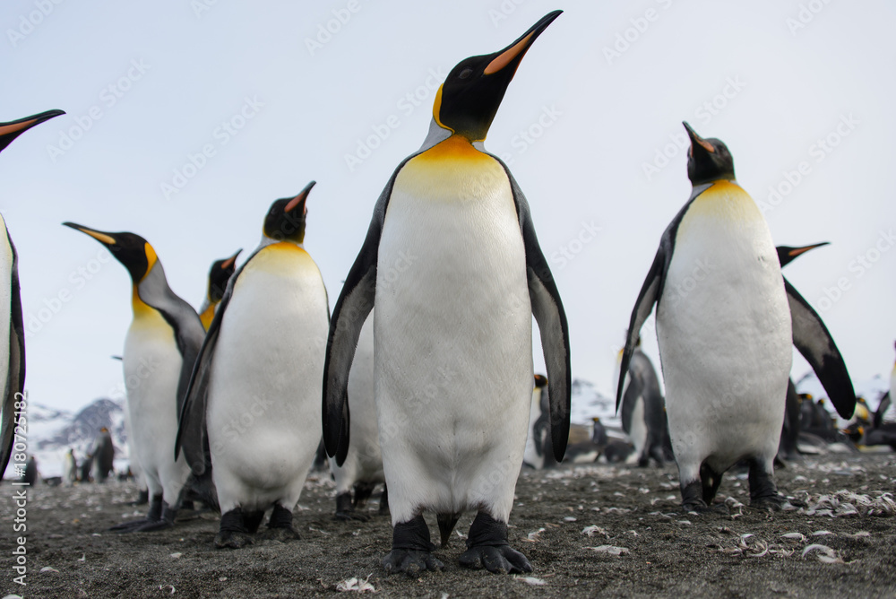 Fototapeta premium King penguins