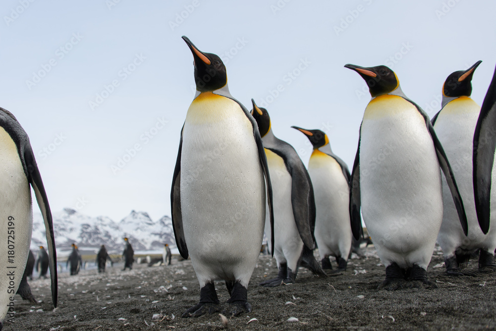 Fototapeta premium King penguins