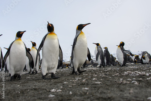 King penguins