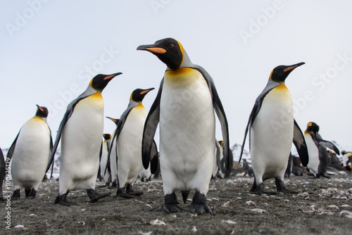 King penguins