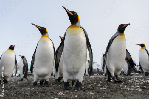 King penguins