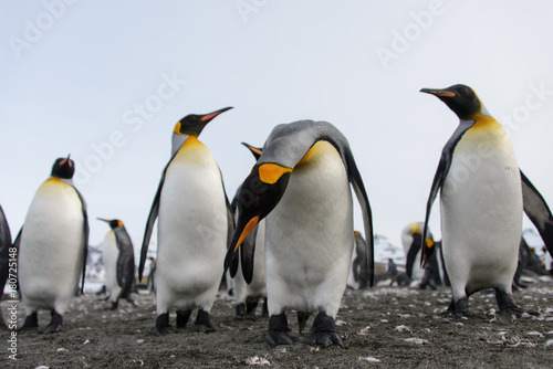 King penguins