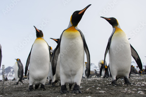 King penguins