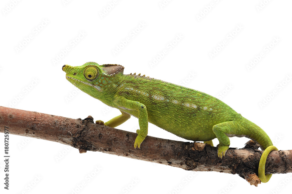 Female Lizard Antimena chameleon isolated on white background Female Lizard Antimena chameleon isolated on white background