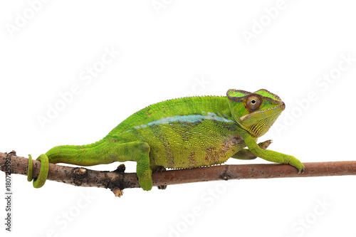 Yellow lizard Panther chameleon isolated on white background