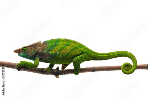 Male O'shaughnessy's chameleon isolated on white background