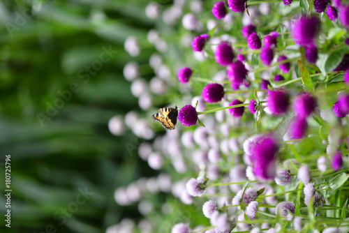 butterfly on purple flower in a summer garden © anjokan