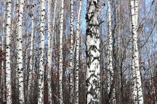birch trees with white bark