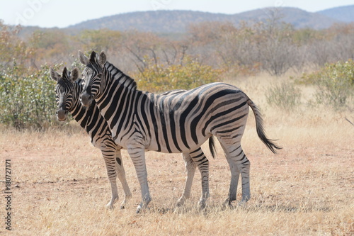 Zebra in Namibia