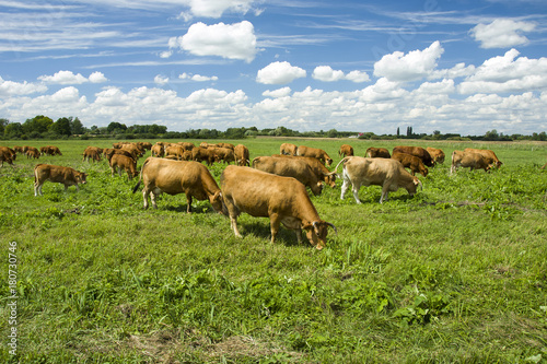 A herd of cows in a pasture