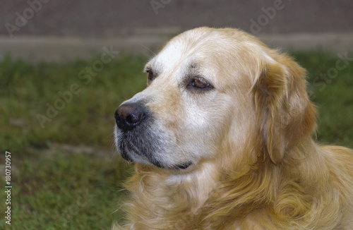 Sad brown golden retriever dog portrait