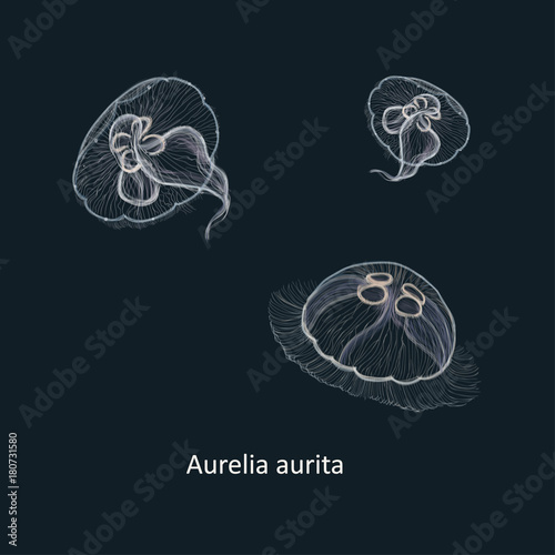 Hand drawn vector illustration of jellyfish Aurelia aurita, also called the common jellyfish, moon jellyfish, moon jelly, or saucer jelly against dark background
