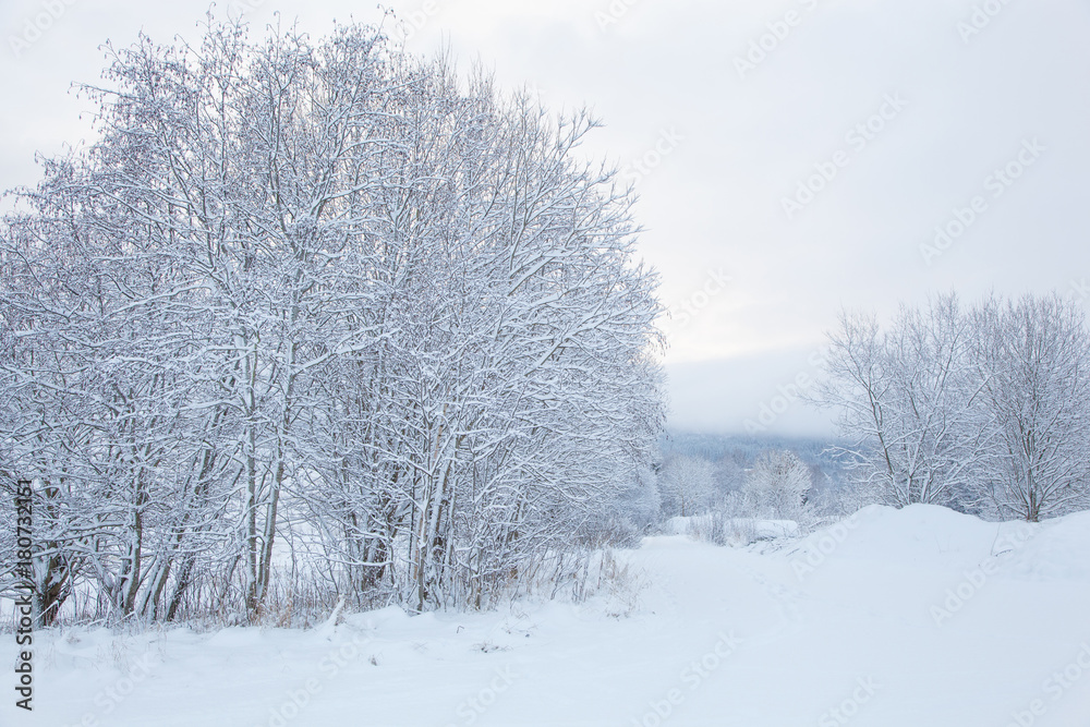 beautiful winter landscape snow tree beautiful winter landscape snow tree