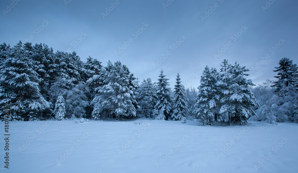 Fototapeta premium beautiful winter landscape snow tree
