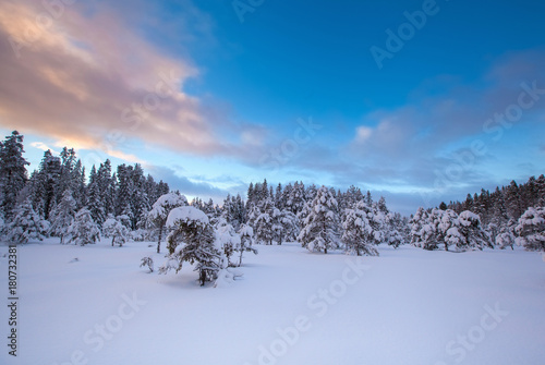 beautiful winter landscape snow tree