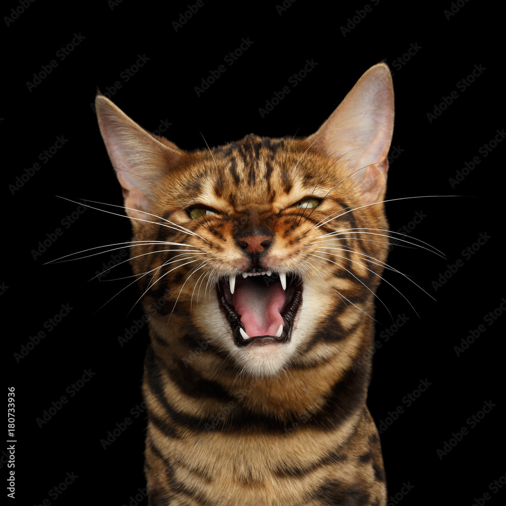 Portrait of Angry Bengal Cat Meowing on isolated Black Background