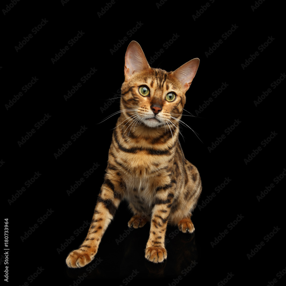 Gold Bengal Cat Sitting on isolated Black Background, front view