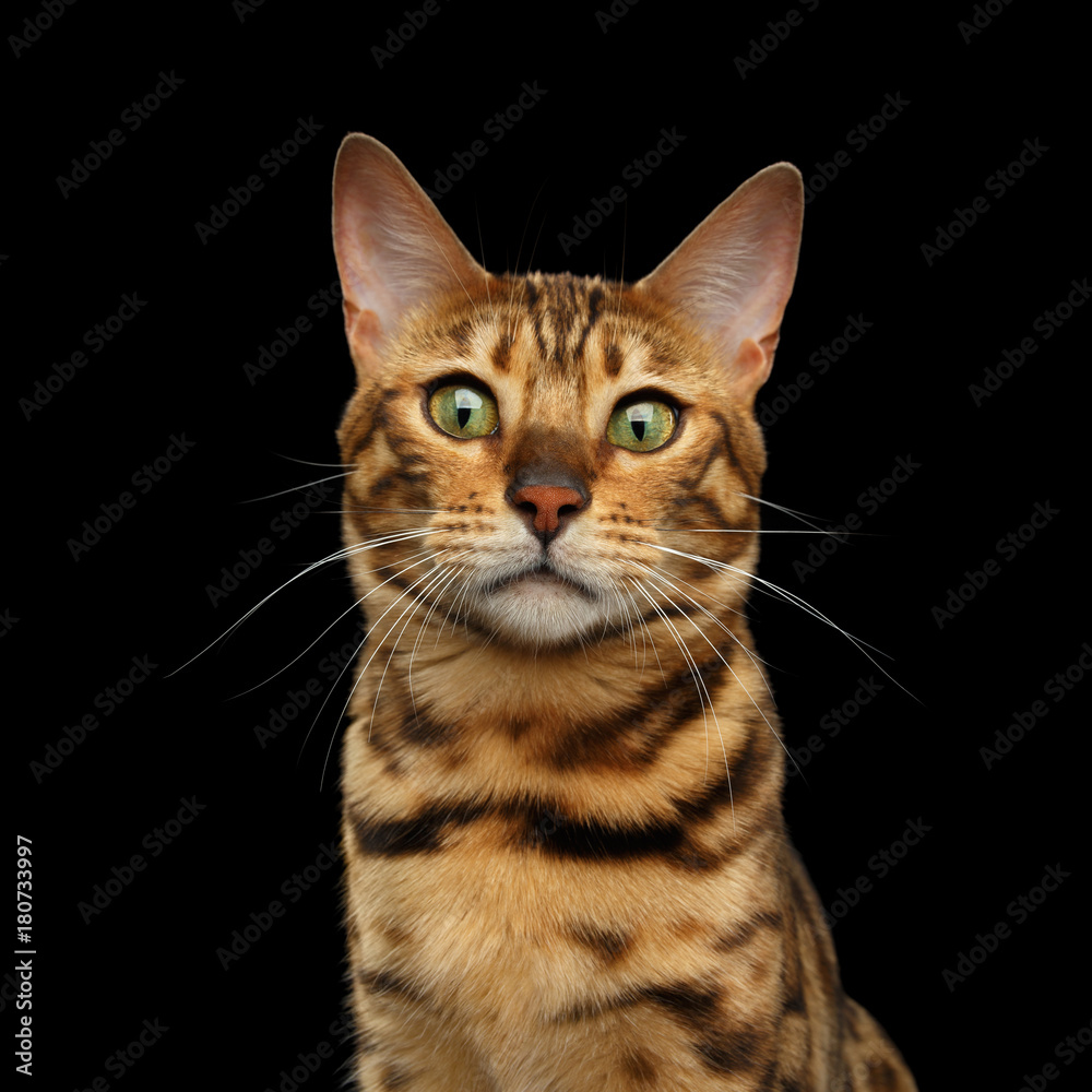 Portrait of Bengal Cat with Curious Face on isolated Black Background, front view
